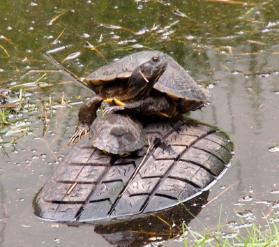 [Whereas the prior view was a side view of the two turtles, this one is looking straight at the two such that the back end of the smaller turtle is visible and the face of the larger turtle is seen. The larger turtle is looking to the right.]